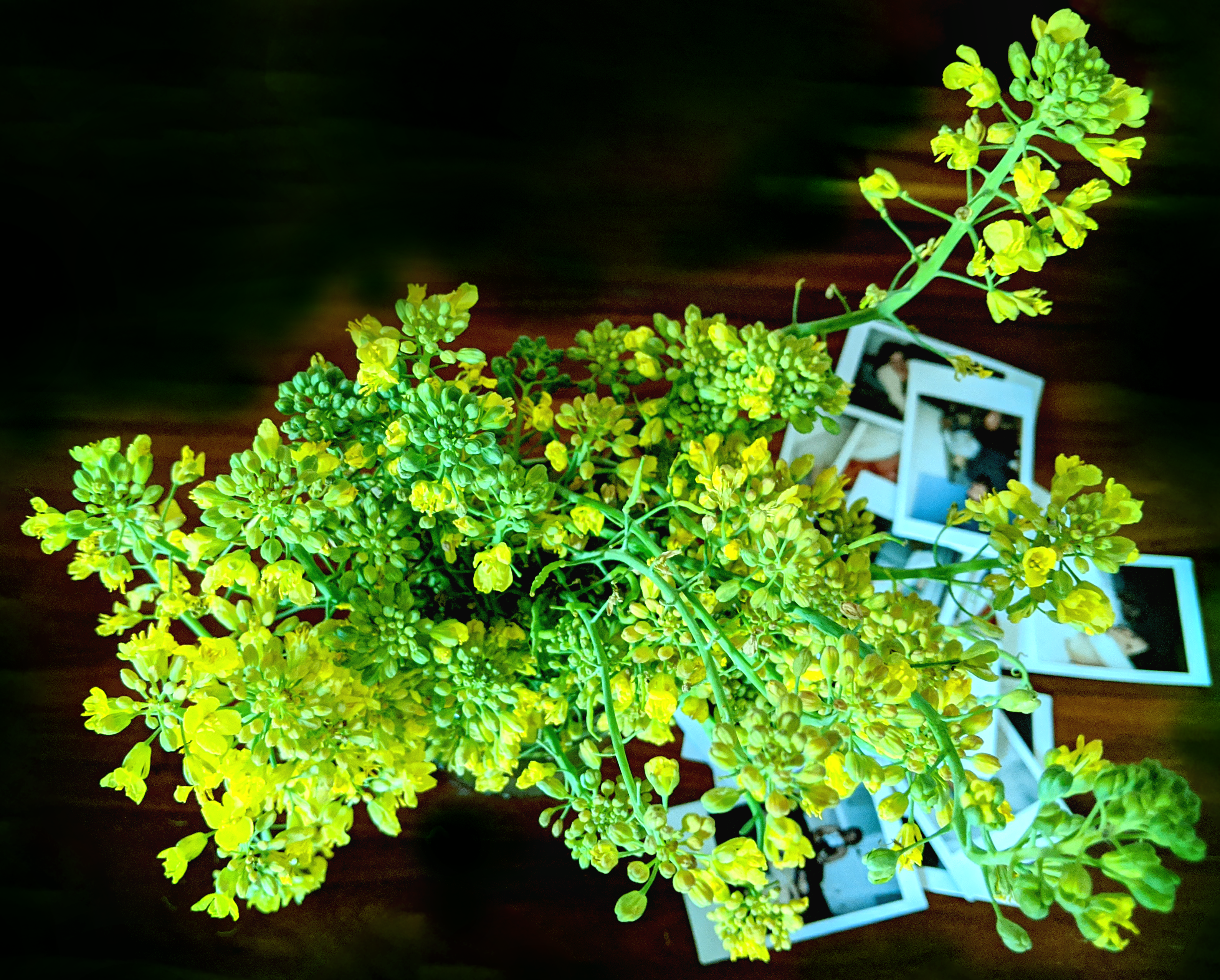 Broccoli Flower from our garden